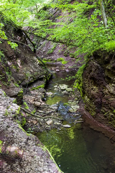 Liten skog floden — Stockfoto