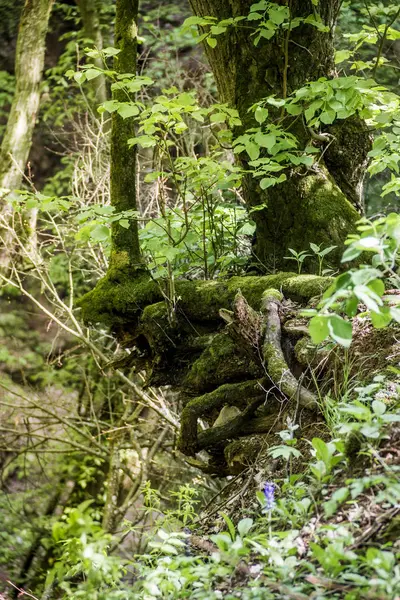 Barranco profundo en el bosque — Foto de Stock