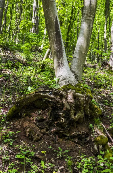 Tiefe Schlucht im Wald — Stockfoto