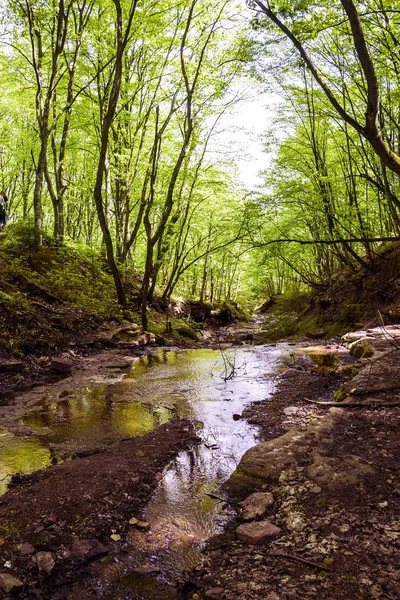 Liten skog floden — Stockfoto