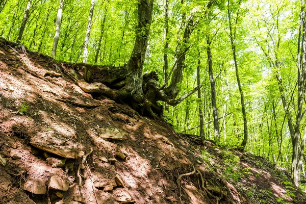 Djup ravin i skogen — Stockfoto