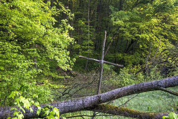 Croce di legno nel bosco — Foto Stock