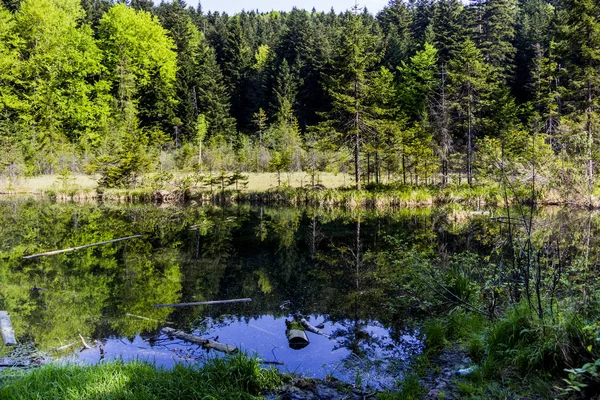 Озеро в лісі — стокове фото