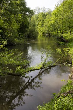 Orman nehirde düşmüş ağaç