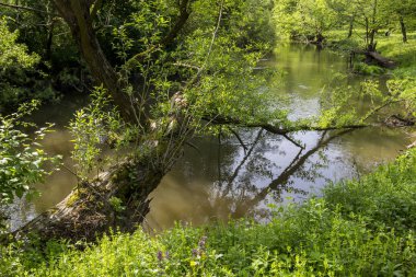 Orman nehirde düşmüş ağaç
