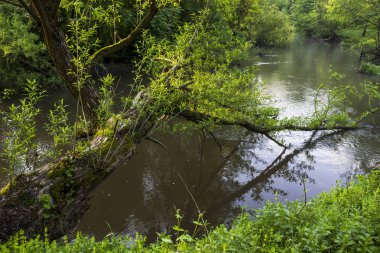 Orman nehirde düşmüş ağaç