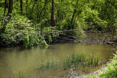 Orman nehirde düşmüş ağaç