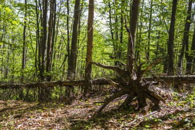 düşmüş ağaç kök