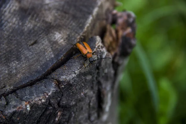 Um besouro com garras de pente — Fotografia de Stock