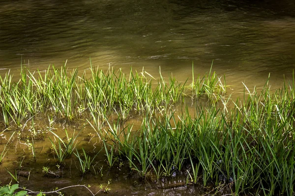 Trávy na břehu řeky — Stock fotografie