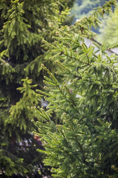 Ein Sprusenbaum — Stockfoto