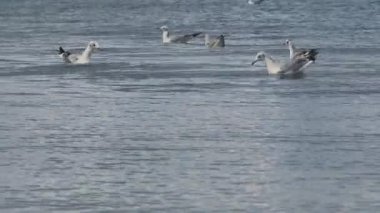 denizde yüzen ve dalış bir çok martı