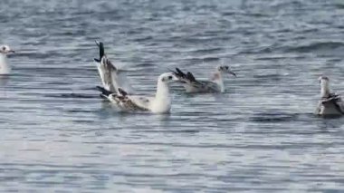 denizde yüzen ve dalış bir çok martı