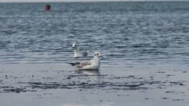 denizde yüzen ve dalış bir çok martı