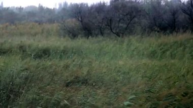 sonbaharda rüzgarda esen bir saz tarlası