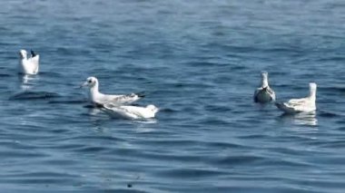 denizde yüzen ve dalış bir çok martı