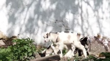 mera üzerinde duran beyaz keçi çocuk kırsal bir sahne