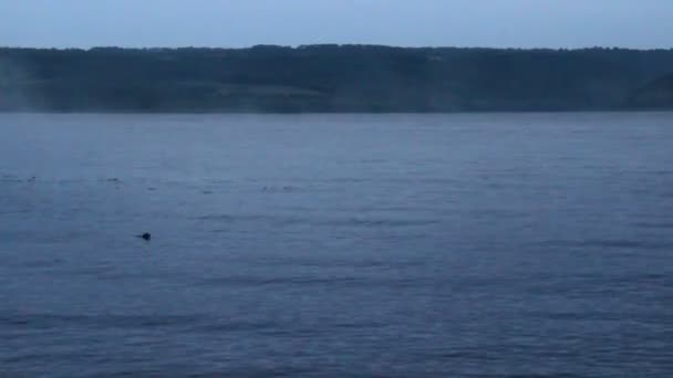 Een Bakota Bay Dnistrovske Reservoir Uitzicht Vroege Ochtend Dnister Rivier — Stockvideo