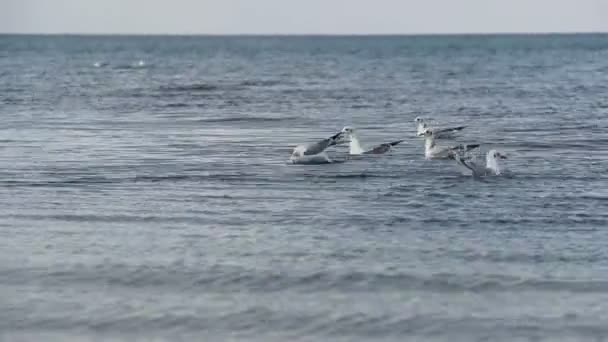 Een Heleboel Meeuwen Zwemmen Duiken Aan Zee — Stockvideo