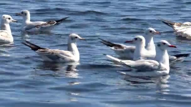 Muchas Gaviotas Nadando Buceando Mar — Vídeos de Stock