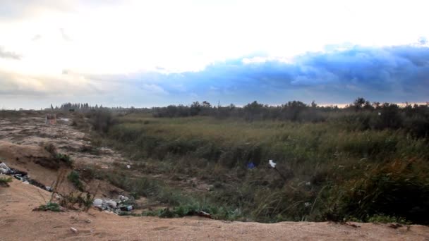 Campo Caña Soplando Viento Otoño — Vídeo de stock