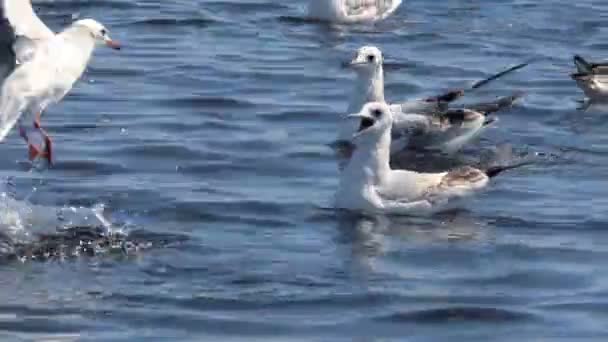 Many Gulls Swimming Diving Sea — Stock Video