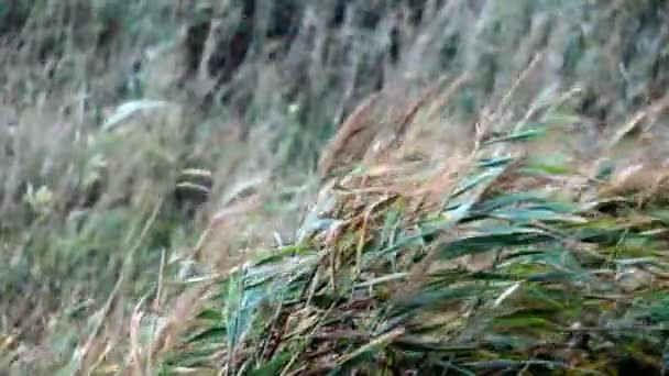 Campo Caña Soplando Viento Otoño — Vídeo de stock