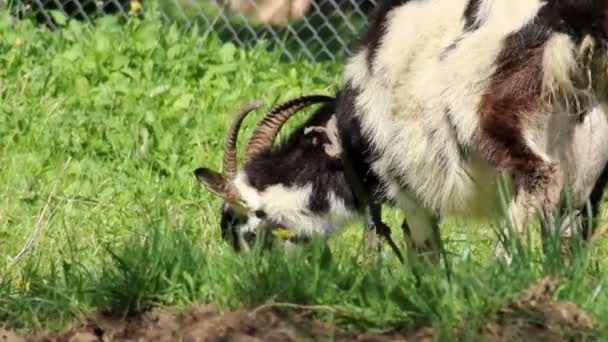 Lantlig Scen Vit Vuxen Get Äter Gräset — Stockvideo