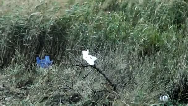 Campo Caña Soplando Viento Otoño — Vídeo de stock