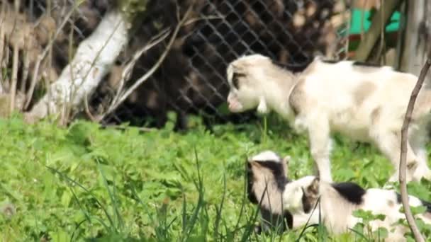 牧草地に立つ白いヤギの子供の田舎の光景 — ストック動画