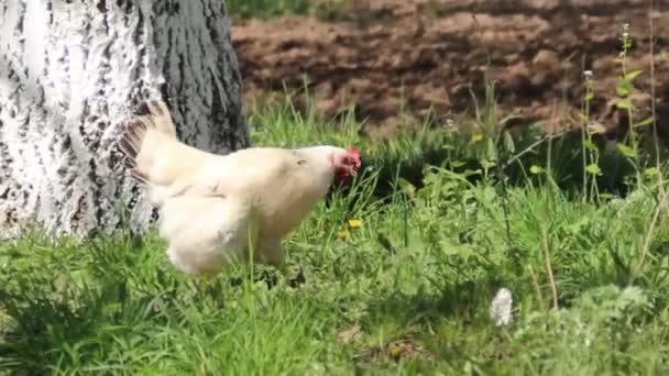 Une Scène Rurale Une Grande Poule Blanche — Video