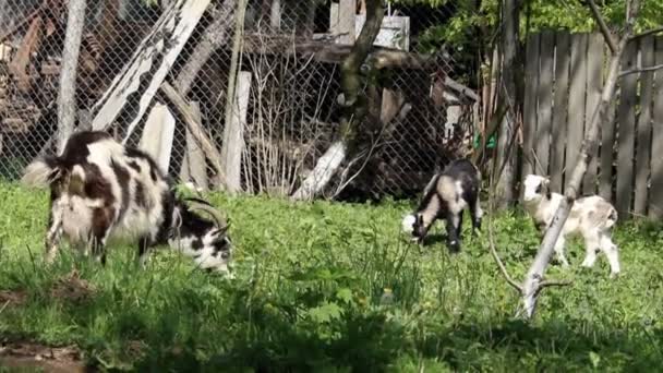 Een Landelijke Scène Van Witte Volwassen Geit Met Een Kleine — Stockvideo