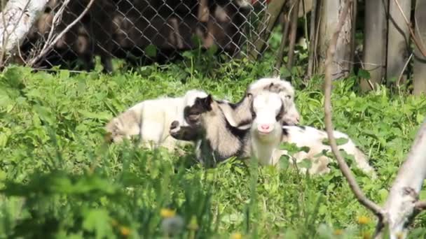 Uma Cena Rural Cabrito Branco Pasto — Vídeo de Stock