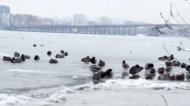 donmuş büyük nehirde bir çok yaban ördekleri