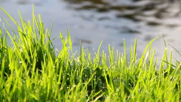 Close Green Grass Bank Small Fast River — Stock Video