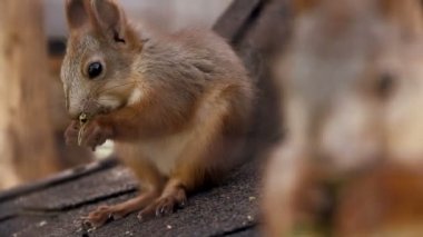 kafeste yemek yakın çekim kırmızı squirell (Sciurus vulgaris)