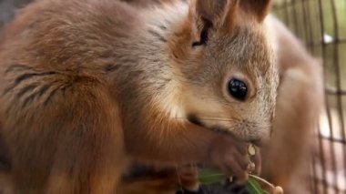 kafeste yemek yakın çekim kırmızı squirell (Sciurus vulgaris)