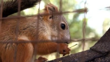 kafeste yemek yakın çekim kırmızı squirell (Sciurus vulgaris)