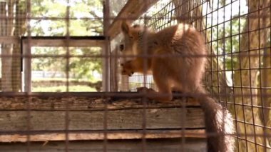 kafeste yemek yakın çekim kırmızı squirell (Sciurus vulgaris)