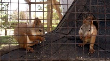 kafeste yemek yakın çekim kırmızı squirell (Sciurus vulgaris)