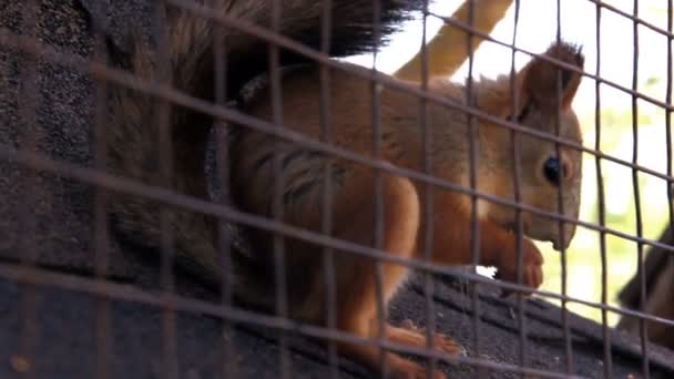 Close Rode Squirell Sciurus Vulgaris Eten Kooi — Stockvideo