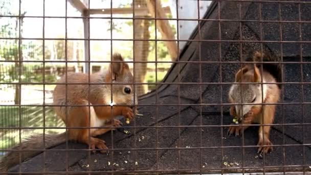 Nahaufnahme Roter Quintenfisch Sciurus Vulgaris Beim Fressen Käfig — Stockvideo