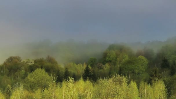 Ett Landskap Dimmig Morgonskog Karpaterna Berg Nationalpark Skolivski Beskidy Lviv — Stockvideo