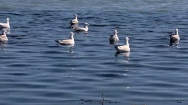 denizde yüzen daha ince gagalı martılar (Chroicocephalus genei)