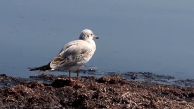 yakın çekim bir bir ince gagalı martı (Chroicocephalus genei) deniz plaj