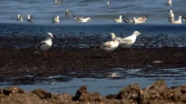 birkaç martı deniz kenarında yiyecek arıyor