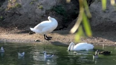 sabah gölette gagasını temizlemekte beyaz kuğu