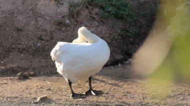 sabah gölette gagasını temizlemekte beyaz kuğu