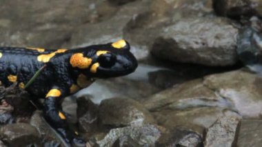 büyük bir siyah sarı benekli Europaean yangın semender yakın (Salamandra) yağmurdan sonra çakıl üzerinde hala durmak