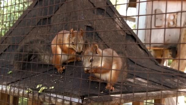 Zbliżenie Czerwony Squirell Sciurus Vulgaris Jedzenia Klatce — Wideo stockowe